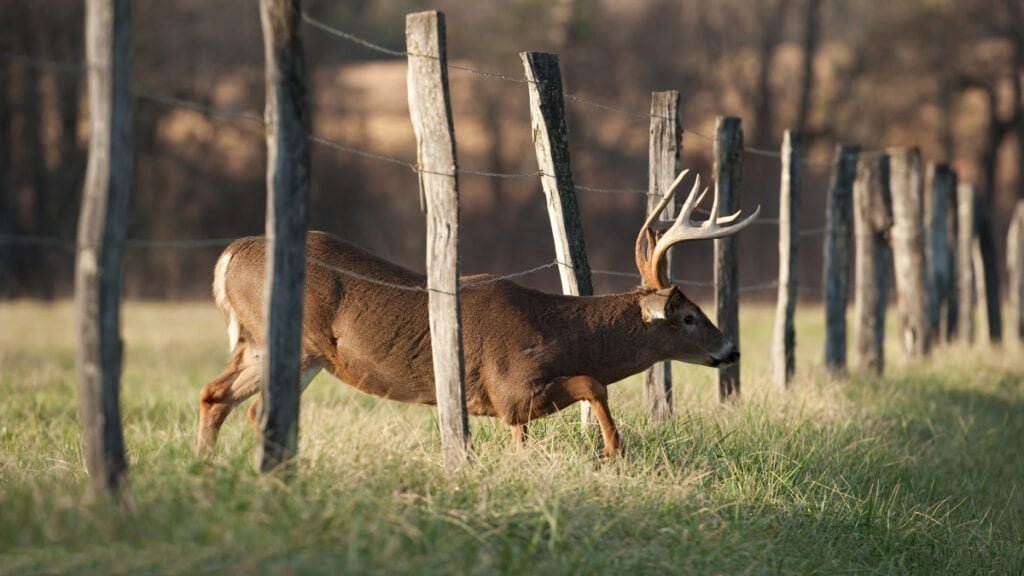 High fence guaranteed hunts