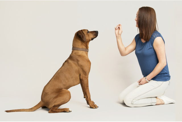 How to Train a Fierce Dog to Be Obedient and Loyal