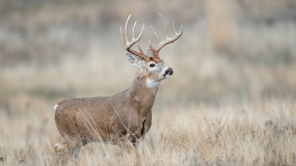 Huntsville Whitetails