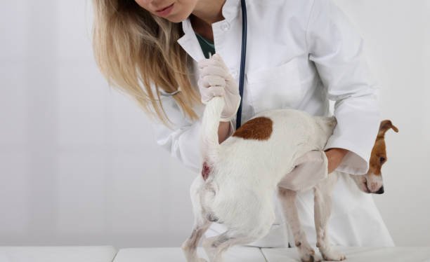 cat uti home remedies