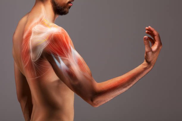 Wellhealthorganic.com/how-to-build-muscle-know-tips-to-increase-muscles