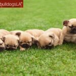 How to Choose the Right French Bulldog Puppies for Your Family