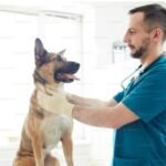 Pet Health Care: Essential Proper Guidelines