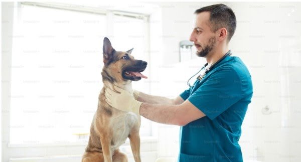 checkup for pet health care