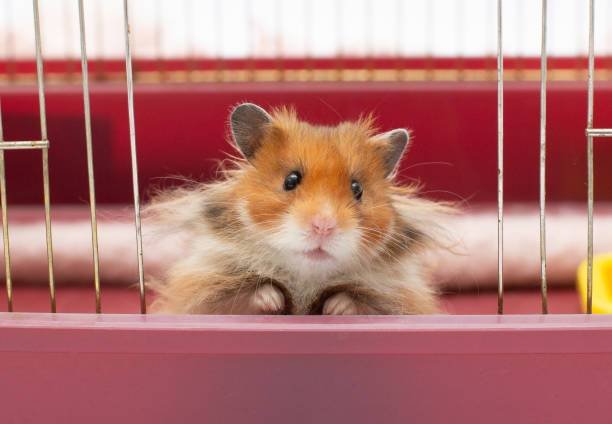 Hamster teeth length  : Insights into Environmental Influences