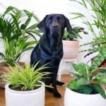 Pet-Friendly Plants Safe Greenery for Your Home