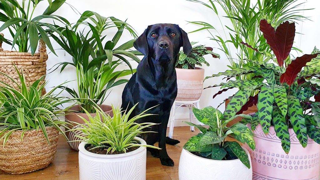 pet-friendly plants safe greenery