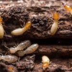 Anti Termite Piping: Protection Against Subterranean Intrusion