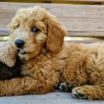 Necessary Steps to Follow After Adopting a Goldendoodle in California