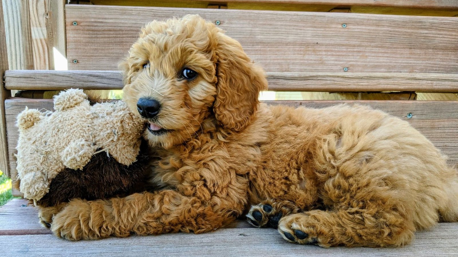 Necessary Steps to Follow After Adopting a Goldendoodle in California