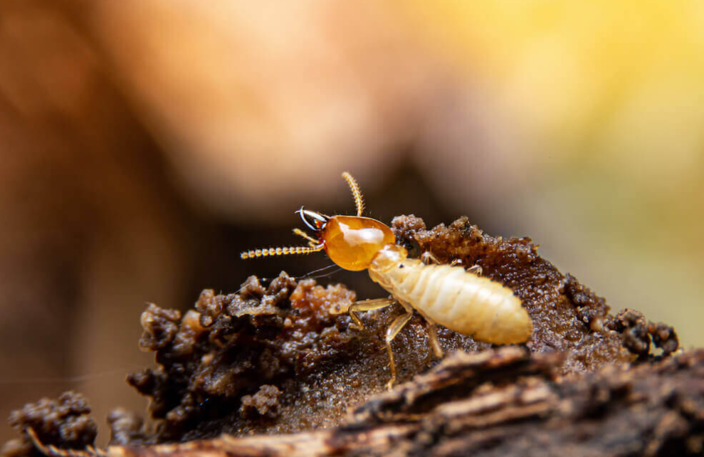 Termite Control in Jaipur: Protect Your Property from Silent Destroyers