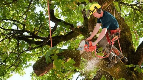 Stump Grinding