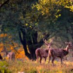 Best Jim Corbett National Park Packages for a Thrilling Safari Adventure