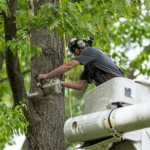 Tree Service in New Hampshire