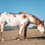 The American Paint Horse: History, Characteristics, Versatility and Uses