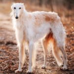 Borzoi: The Graceful and Elegant Russian Hunting Companion