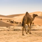 Best Things To Do While In Liwa Desert