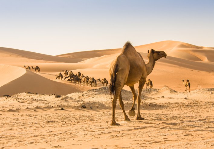 Liwa Desert Tour