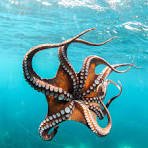 Global Octopus Market Size And Forecast Report 2024-2030