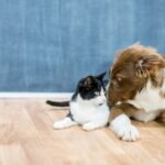 Pet-Friendly Flooring Choices: Easy-Clean Surfaces for Portland ME Homes