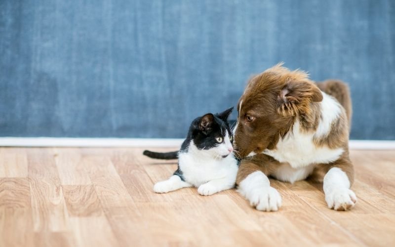 Pet-Friendly Flooring