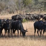 Why Do Wildebeests Migrate? The Facts You Must Need to Know