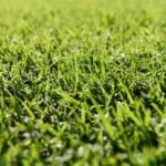 The Complete Guide to Creating a Seeded Lawn with the Best Types of Turf