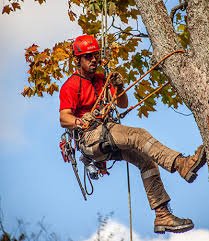 Fort Collins Tree Service