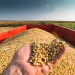 Global Soybean Market Analysis And Growth Forecast 2024-2032