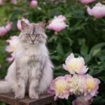 Are Peonies Toxic To Cats? Exploring Plants That Can Cause Toxicity In Felines