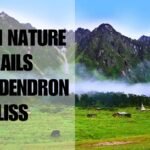 Things to Do in Sikkim: Nature Trails in Rhododendron Sanctuary