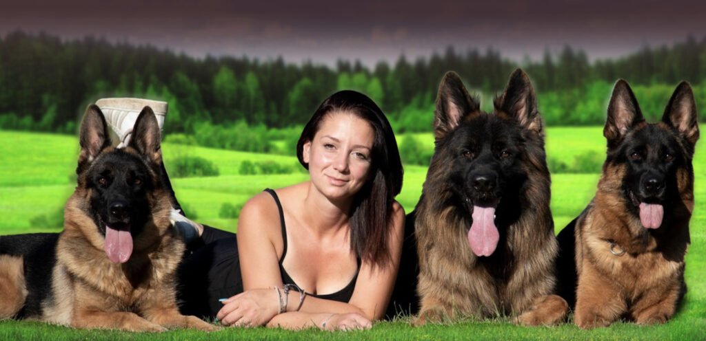 German Shepherd Breeders