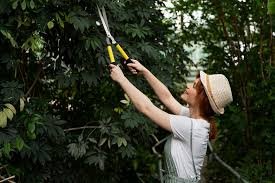 Stump Grinding