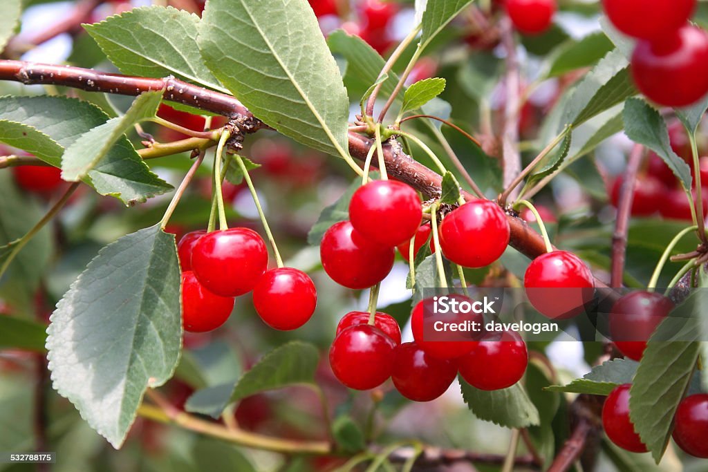 Cherry