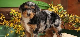 Bernedoodle puppies in Carolinas