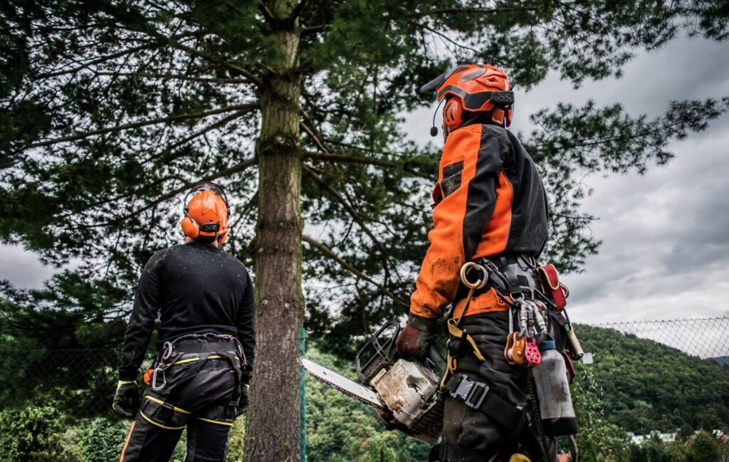 Tree Removal Mineral Springs