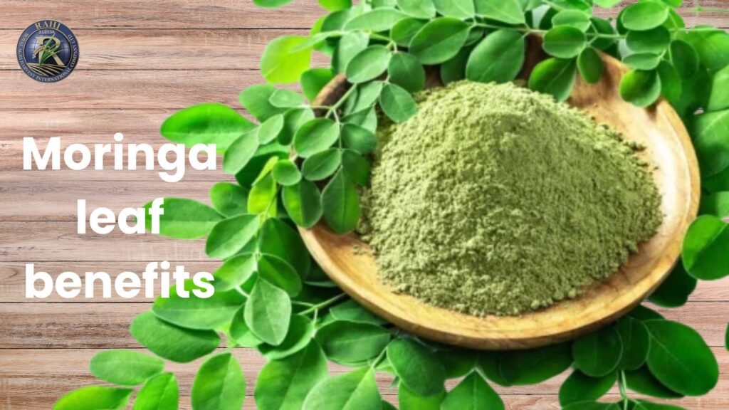 moringa-leaf-benefits