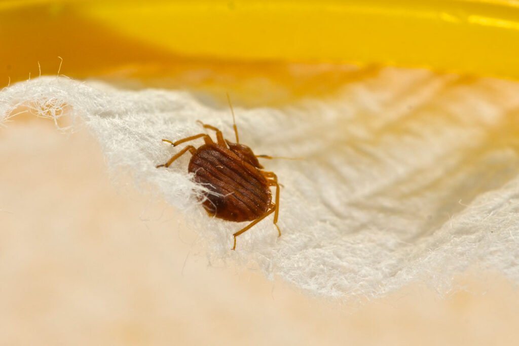 dead bed bug shells