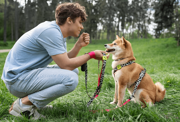 best dog collars​