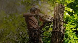 tree surgeon in Dudley