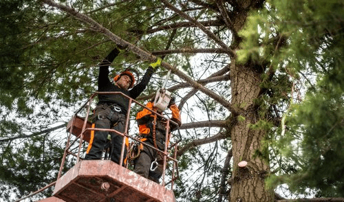 Brothers Tree Removal