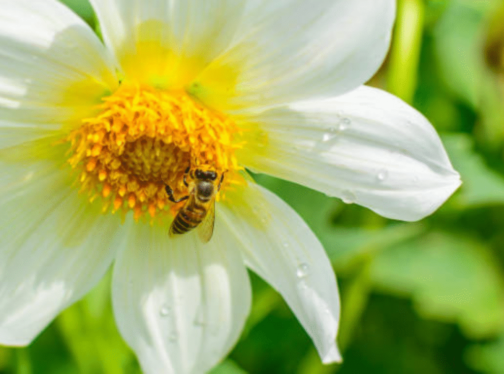 Smart Garden Layout Ideas to Redirect Bees Naturally and Safely