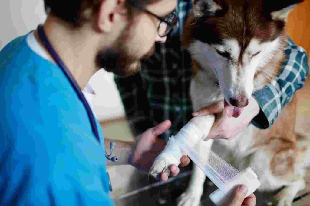 emergency veterinarian service