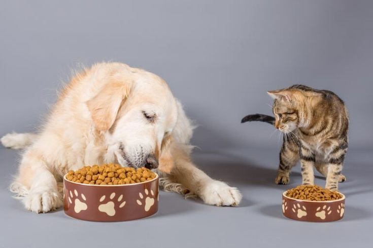 High-protein dog treats