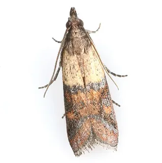 Pantry Pests Control Services