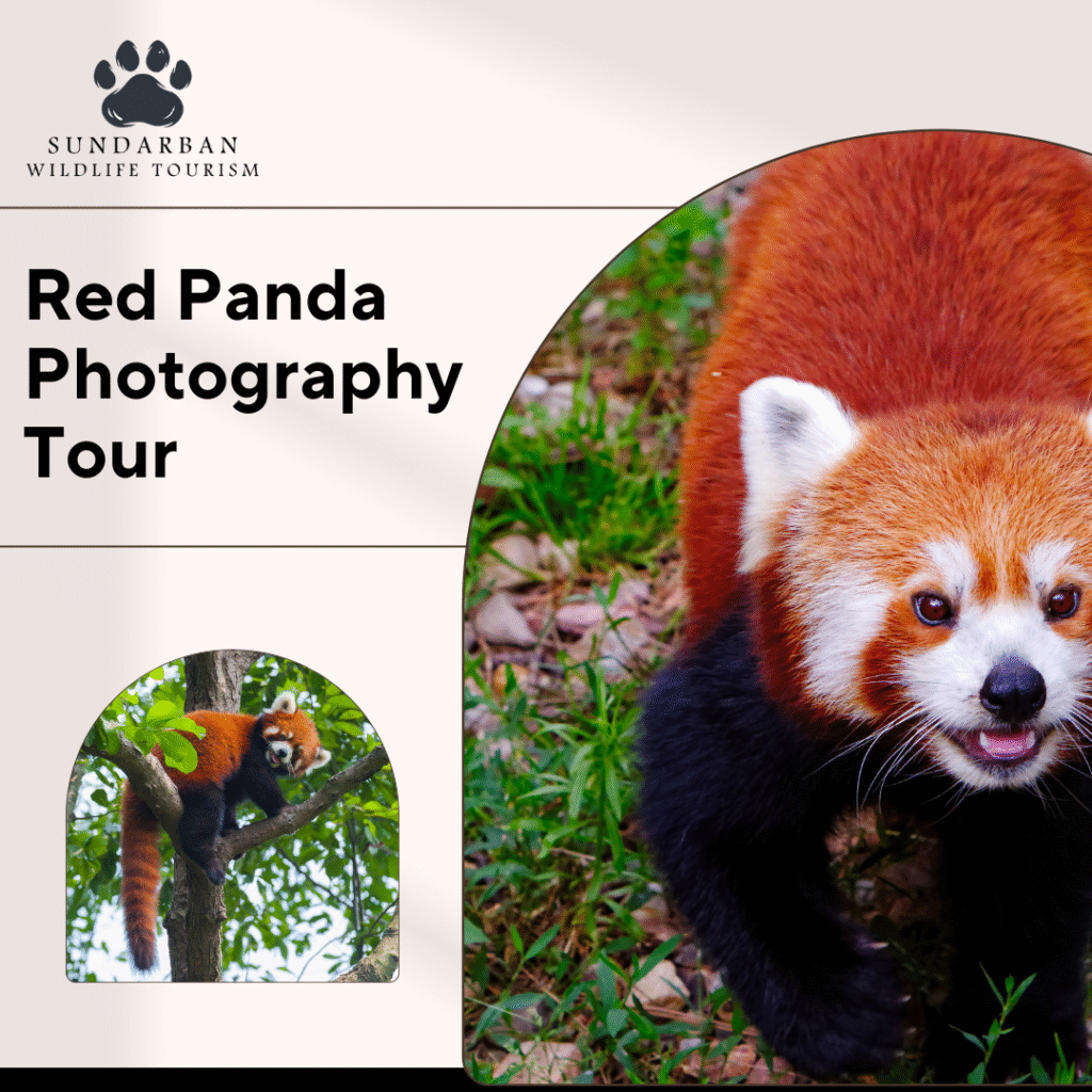 Red Panda Photography Tour