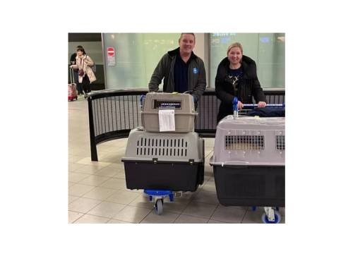 pet transport service within uk