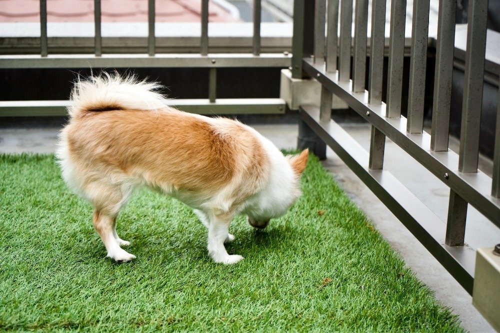 artificial grass for pets
