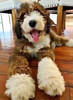 bernedoodle