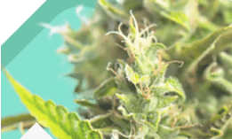 marijuana seeds